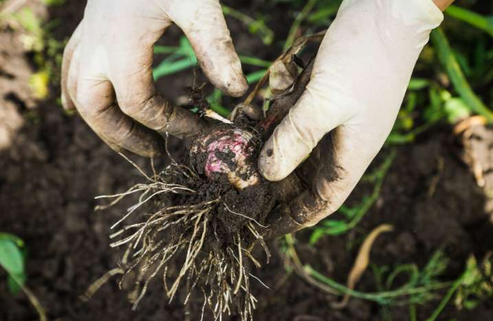Knoblauch ernten