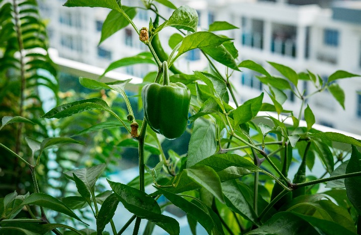 Paprikapflanzen auf dem Balkon