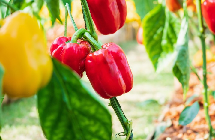 Grüne und gelbe Paprika im Gemüsegarten