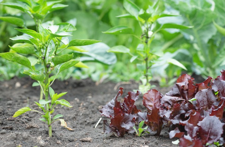 Paprikapflanze neben Salat im Gemüsebeet