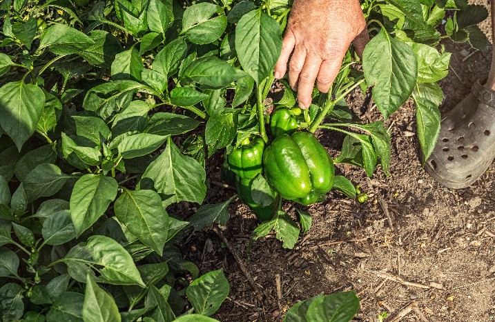Hand guckt nach grüner Paprika im Gemüsegarten