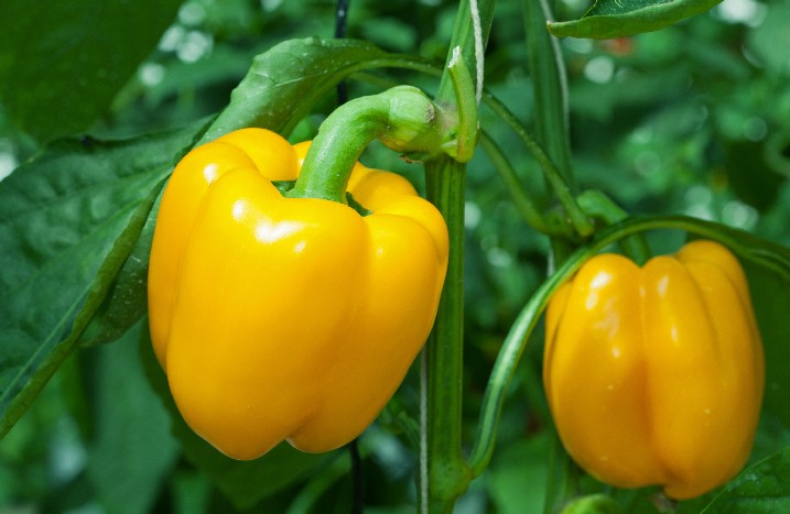 Gelbe Paprika im Gemüsegarten