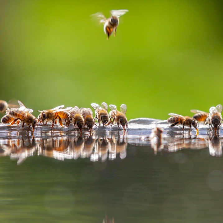 Bienentränke bauen