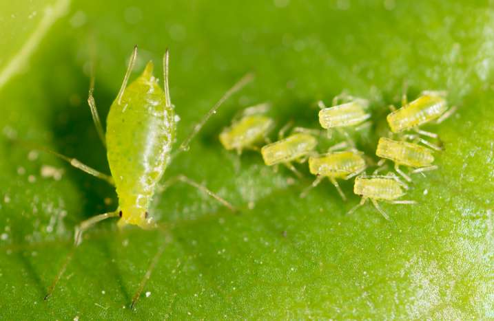 Blattläuse auf Blatt