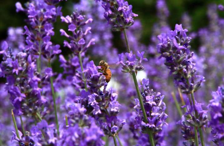 Lavendel mit Biene