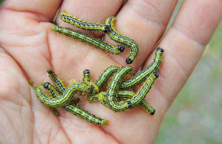 Buchsbaumzünsler in Hand