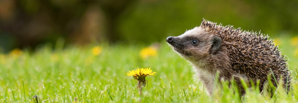 Igel in grünem Gras
