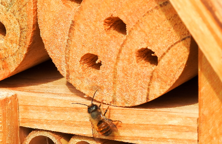 Holzklotz mit Löchern