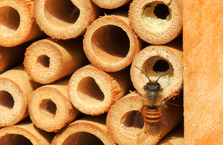 Bambusteil im Insektenhotel und Biene