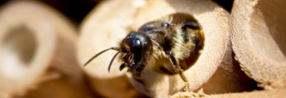 Insektenhotel Bauen So Leicht Geht S Geolino