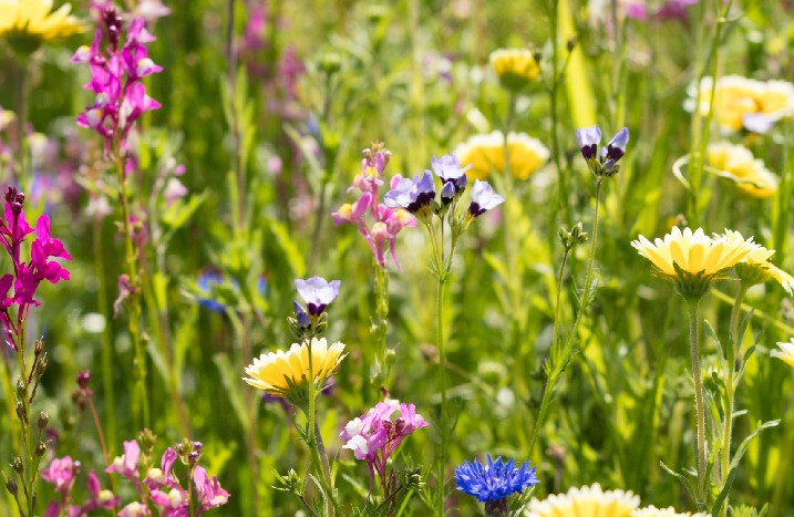 Wildblumenbeet im Garten lockt viele Nützlinge an.