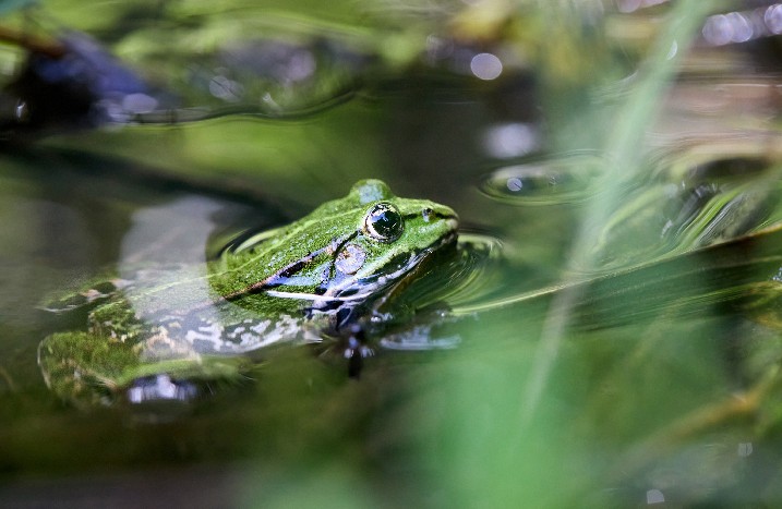 Frosch der aus dem Wasser steigt
