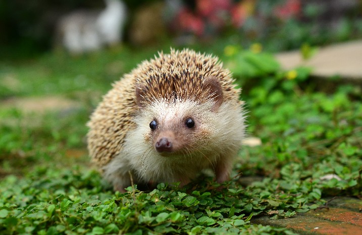 Kleiner Igel auf Moos