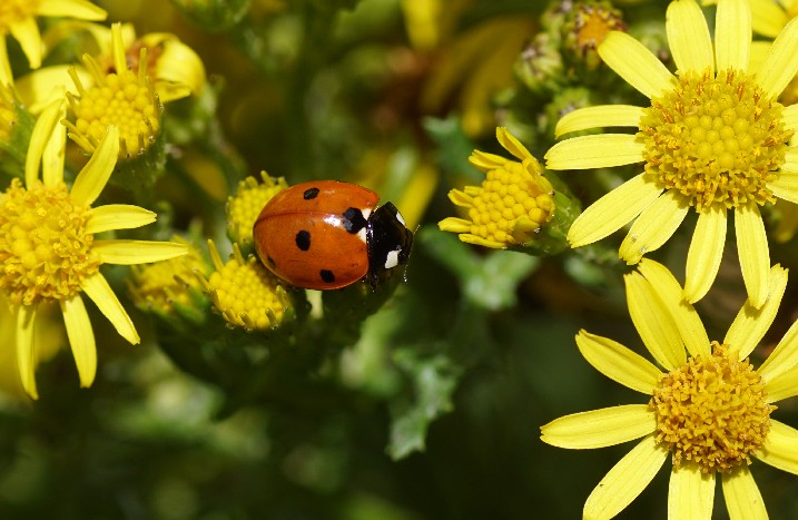 Marienkäfer auf gelben Blumen