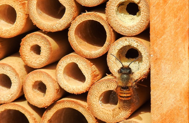 Wildbienen im Nest
