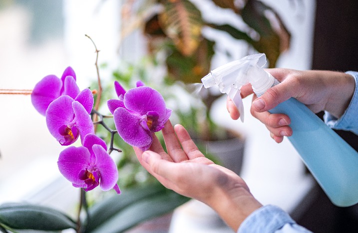 Orchidee wird mit Wasser besprüht