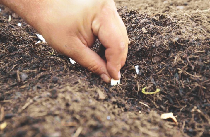 Pflanzen für Nutzgarten werden ausgesät