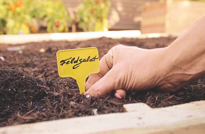 Schild mit Bezeichnung Feldsalat wird in Blumenbeet gesteckt