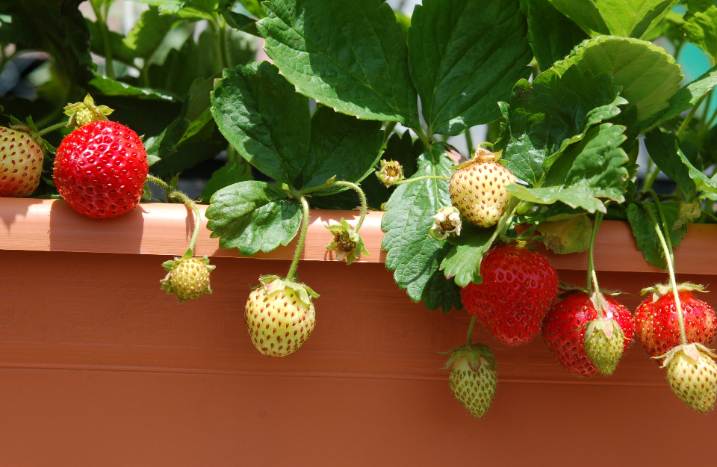 Erdbeeren in Übertopf
