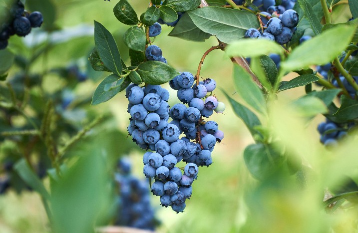 Viele Heidelbeeren an einem Strauch