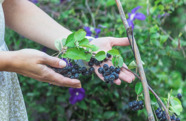 Heidelbeeren werden betrachtet