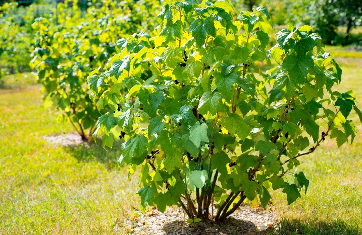 Große freistehende Johannisbeersträucher auf einer Wiese.