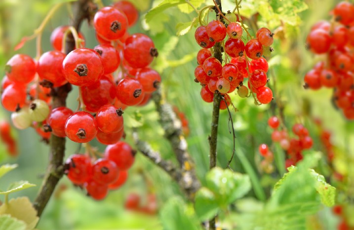 Nahaufnahme von Johannisbeeren am Strauch.