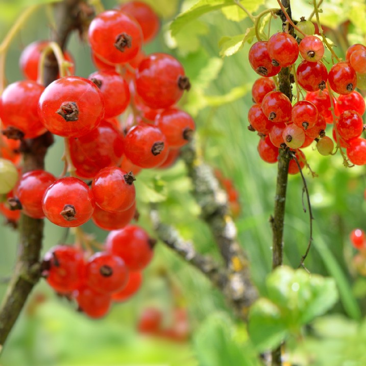 Johannisbeeren pflanzen
