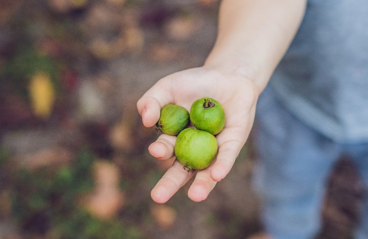 Hand mit drei Kiwibeeren