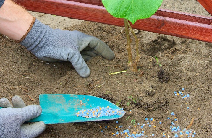 Kiwibeerenpflanze wird gedüngt