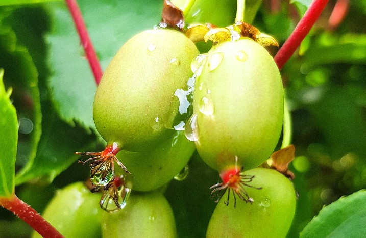 Kiwibeeren am Strauch