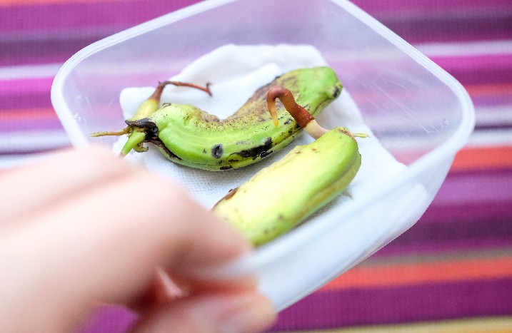 Zwei keimende Mangokerne in einer Plastikbox.