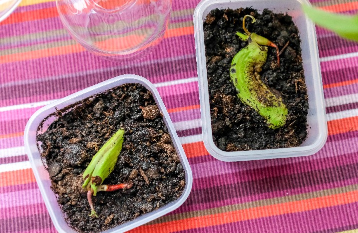 In Plastikschale gepflanzte Mangokerne.