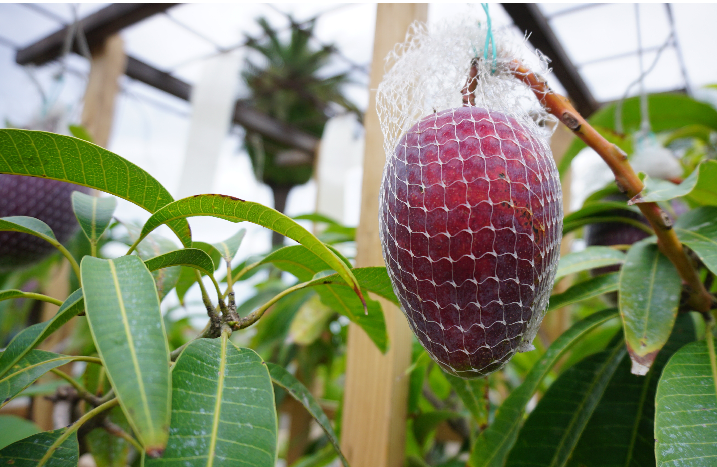 Eine Mango im Gewächshaus in einem Netz.