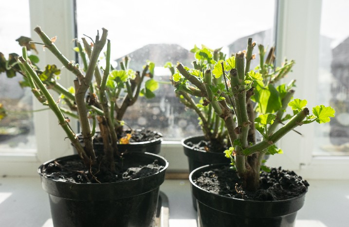 Pflanzen überwintern auf der Fensterbank