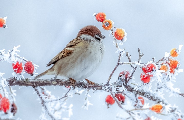 Ein Vögelchen sitzt bei Frost auf einem Ast 