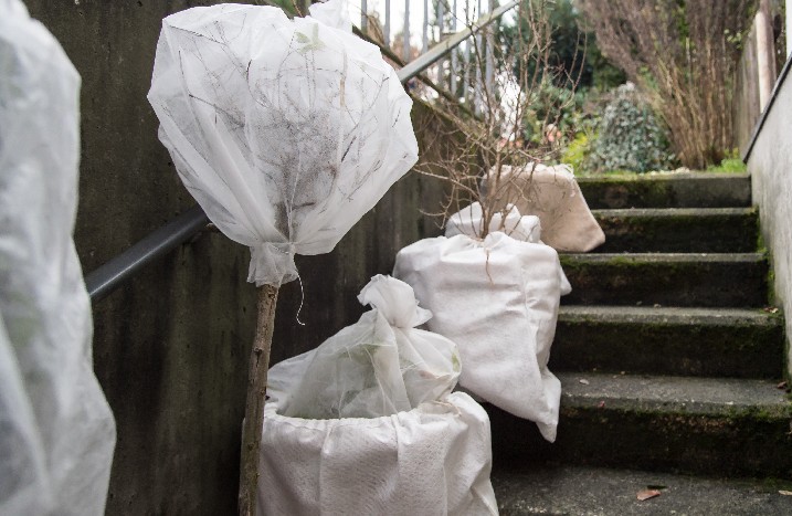 Pflanzen in Vlies eingepackt