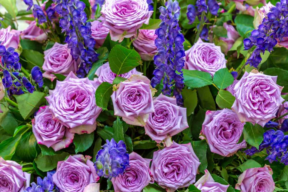 Ein Blumenstrauß aus lila Rosen und blauen Blüten.