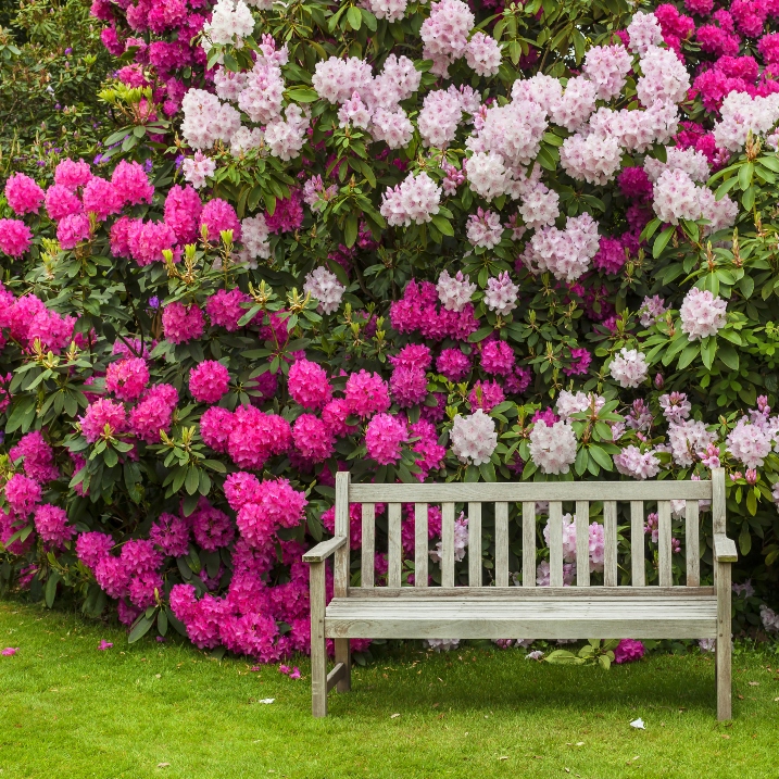 Rhododendron düngen