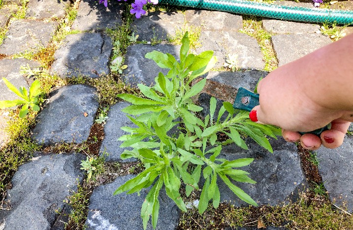 Nahaufnahme von Unkraut zwischen Pflastersteinen während es entfernt wird.