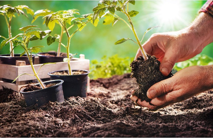 Jungpflanze wird ins Beet gesetzt