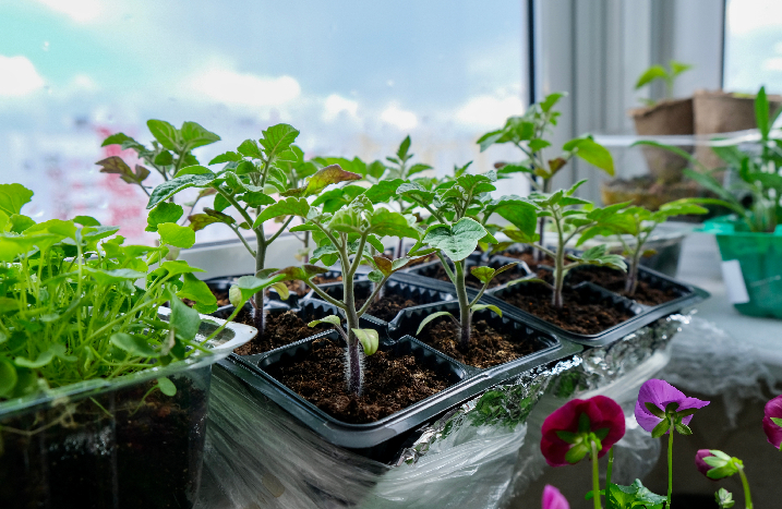 Jungpflanzen auf Fensterbank
