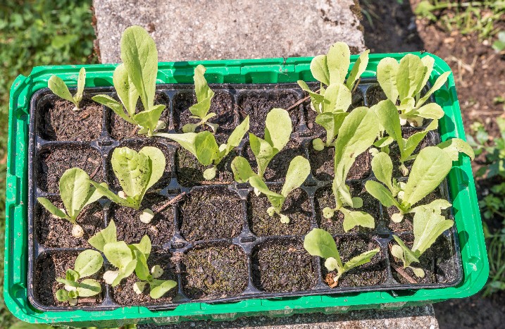 Junger Salat in Pflanzschale