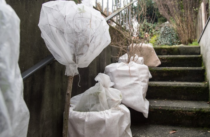 Kübelpflanzen sind in Pflanzenvlies gehüllt zum Winterschutz