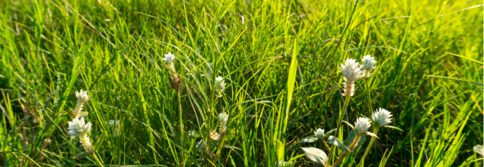 RT Rasen ausbessern Header 20 9 943x326 Rasen im Frühling