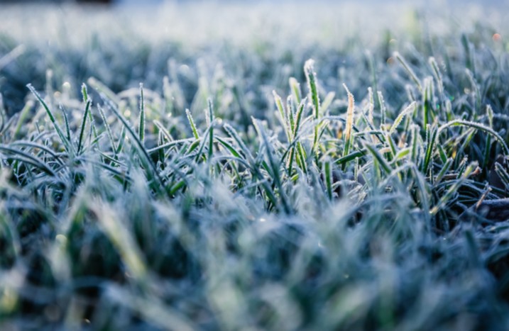 Rasen mit Frost