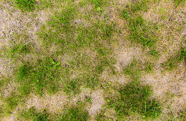 Rasenpflege Frühjahr Flecken Winter