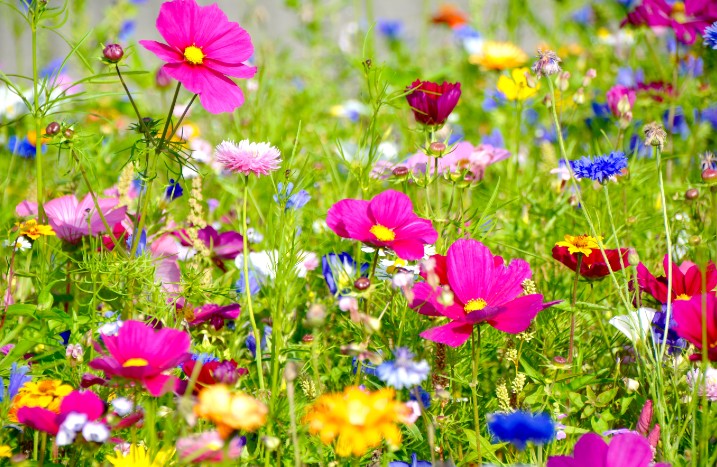 Blumenwiese mit bunten blühenden Blumen