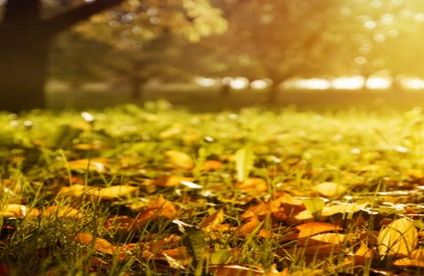 Parkwiese im Herbst
