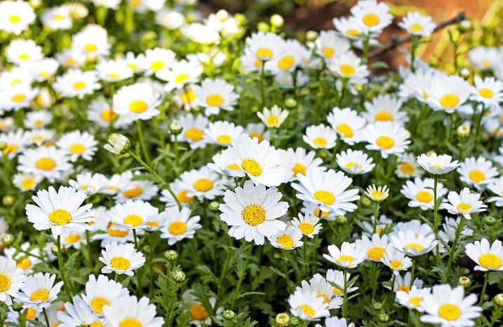 Zahlreiche Gänseblümchen die blühen.